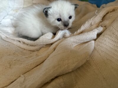 Traditional Siamese kittens parents TICA reg