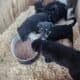 New Zealand huntaway×border collie