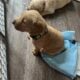 Adorable yellow labs for sale