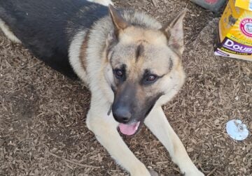 3 yr old purebred