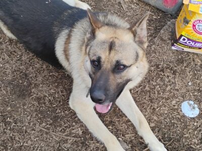 3 yr old purebred