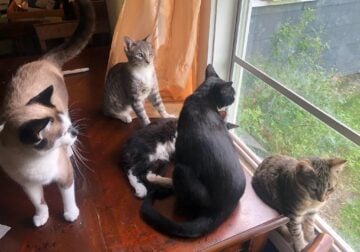 Family of Cats