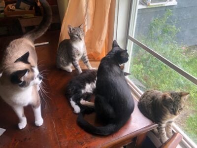 Family of Cats