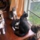 Family of Cats