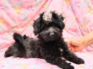 Betty, Maltipoo/ Toy Aussie mix, female