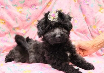 Betty, Maltipoo/ Toy Aussie mix, female