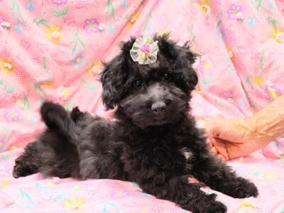 Betty, Maltipoo/ Toy Aussie mix, female