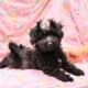 Betty, Maltipoo/ Toy Aussie mix, female