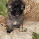Shihpoo Puppy #1