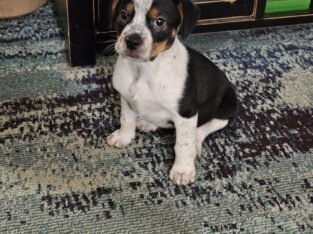 Puppy looking for a forever home ❤️