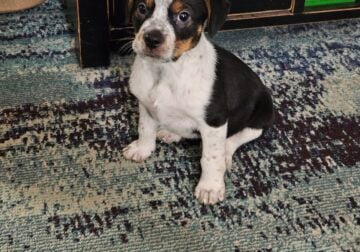 Puppy looking for a forever home ❤️
