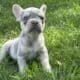 AKC French Bulldog Lilac & Tans & Merles