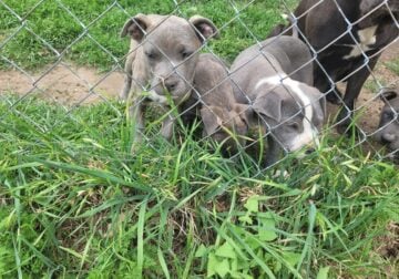 Blue pits