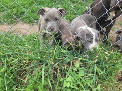 Blue pits