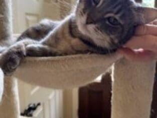 Friendly Tabby Looking for New Home