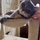 Friendly Tabby Looking for New Home