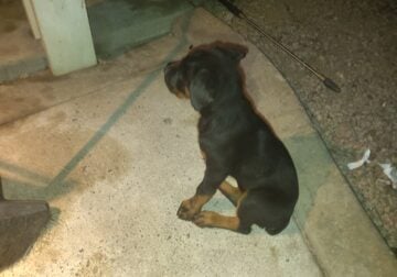 German Rottweiler