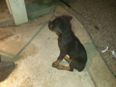 German Rottweiler
