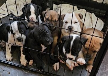 5 puppies