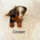 Mini Bernedoodle puppy Cooper