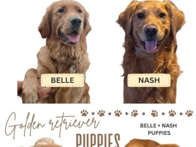 AKC Registered Pure Bred Retrievers