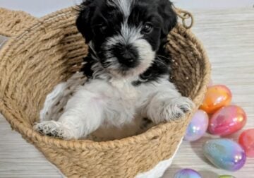 Beautiful Maltepoo almost ready to be your new ❤️