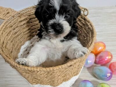 Beautiful Maltepoo almost ready to be your new ❤️