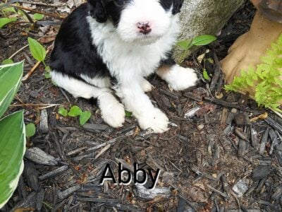 Mini bernedoodle Abby