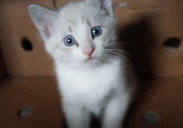 Siamese kitten