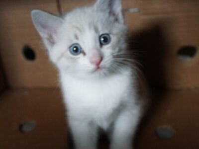 Siamese kitten