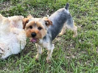 CKC Yorkie Puppies 8 months old, Leo and BJ