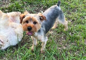 CKC Yorkie Puppies 8 months old, Leo and BJ