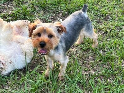 CKC Yorkie Puppies 8 months old, Leo and BJ