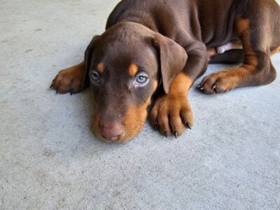 Doberman Puppies chocolate/RedRust
