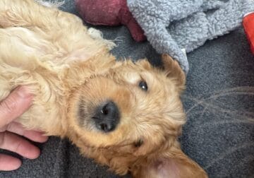 Goldendoodle Puppies