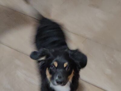 Mini Aussie $200.
