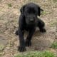 Great Dane puppies