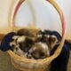 Shih Tzu puppies