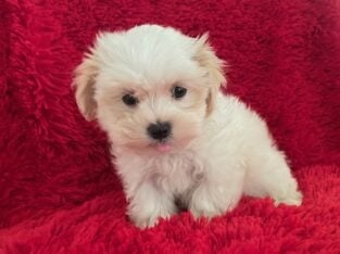 Mal-Shi Puppies