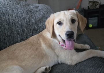 Roxy is the SWEETEST girl!!!