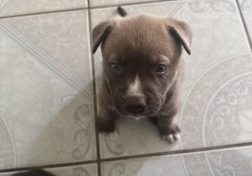 Pitsky for sale
