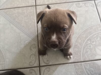 Pitsky for sale