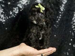 Dior Morkiepoo