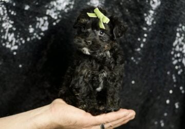 Dior Morkiepoo