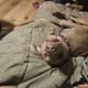 Weimaraner Mix Free to good home