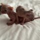 Just Born Sphynx Kittens TICA Purebred