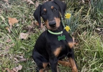 AKC Doberman puppy