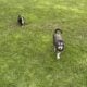 Mini Pomskydoodle puppies – Blue eyes – in Ohio