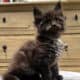 Maine Coon Kitten (Aqua)
