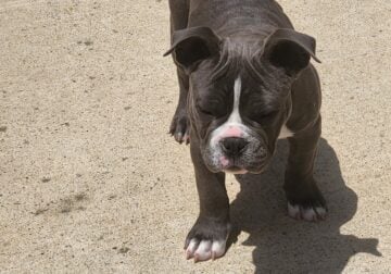 3 Month Old American Bully Pups UKC